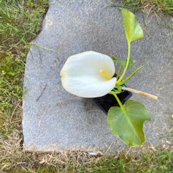 Calla Lilly Plant 
