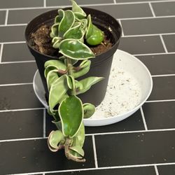 Variegated Hoya Compacta aka Hoya Hindu Rope