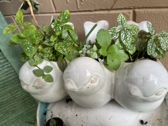 Birds Planter