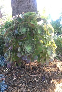 Big and beautiful succulent plants