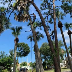 Tree Trimming 