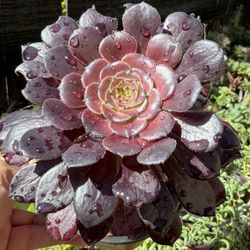 Aeoniums And Other Plants 