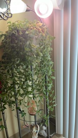 Huge Zebra 🦓 house plant 🪴40”