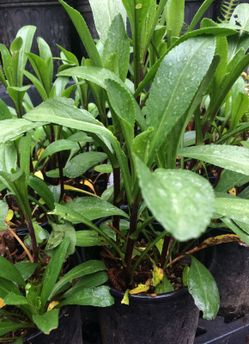 1-gal Shasta Daisy plants