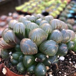 Rare Succulent Alien Eggs