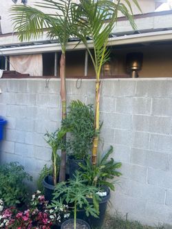 Palm trees $75each