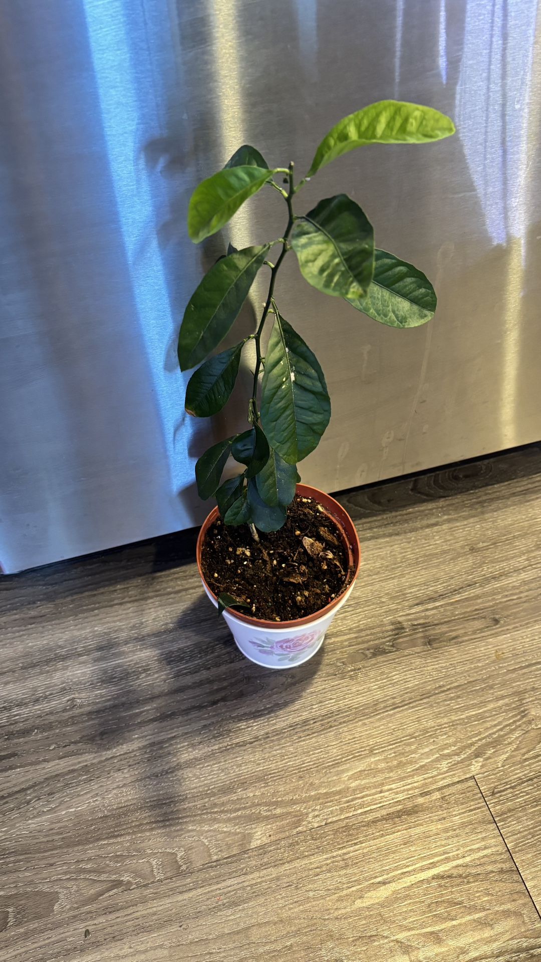 Tangerine grow up from seed