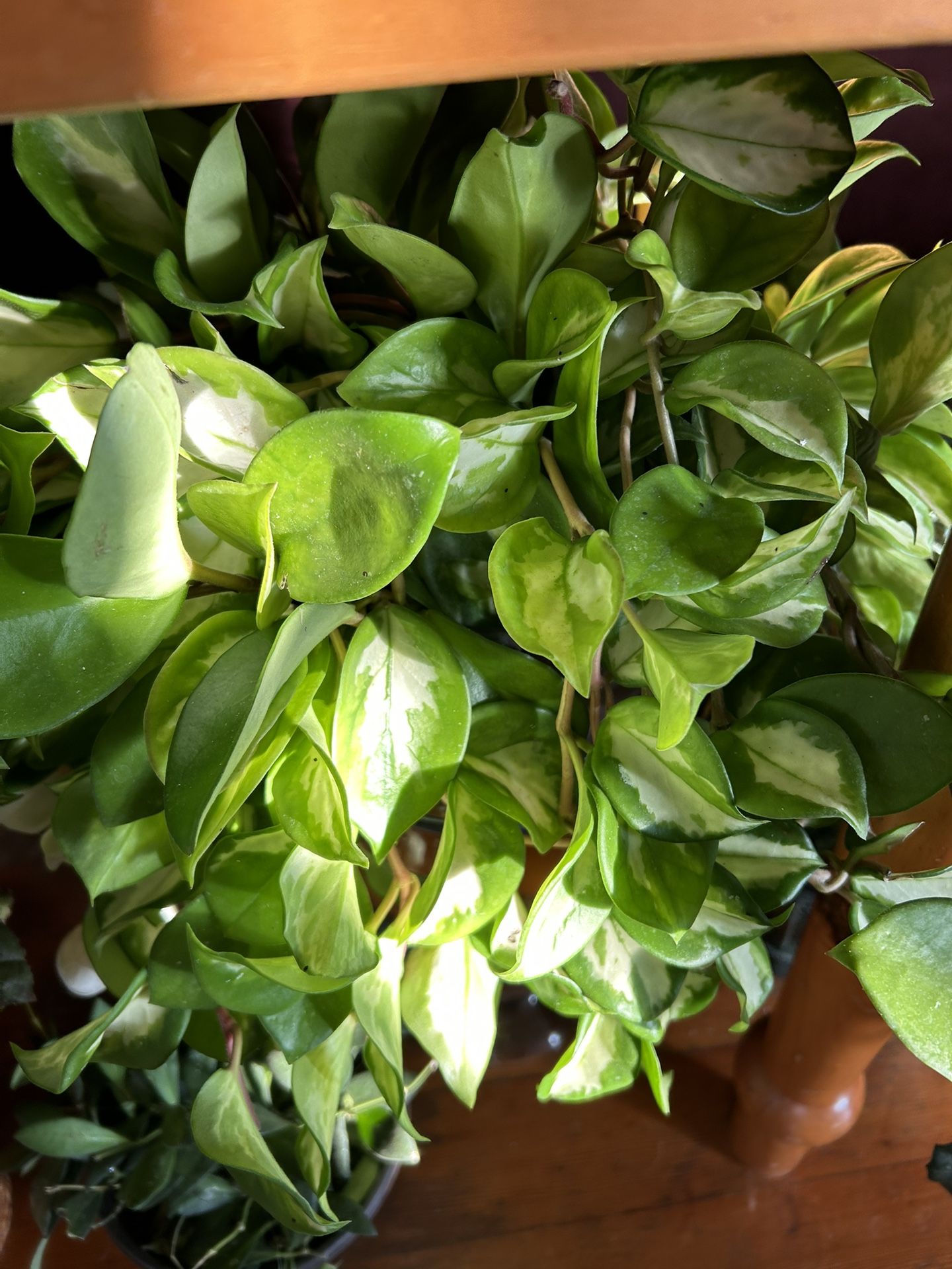 Beautiful Carnosa Rubra Hoyas 