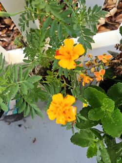 Marigold flower plants, grown from seeds