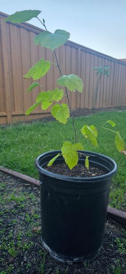 Mulberry tree sapling