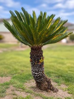 6ft sago palm