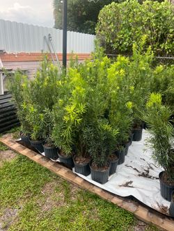 Podocarpus