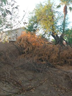 FREE Mesquite Wood – You Cut & Haul (Great for Firewood & BBQ)