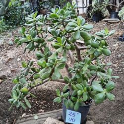 Large Potted jade succulent