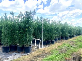 7-8 ft FULL Podocarpus For Sale!!