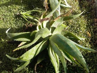 Aloes