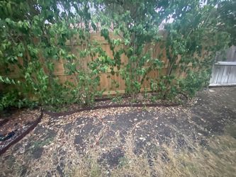 Free shrubs