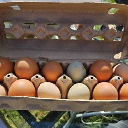 1 Dozen Farm Fresh Eggs 