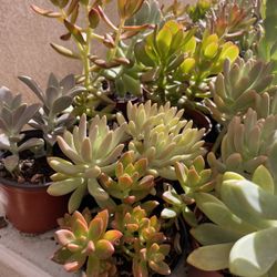 Cactus and Succulent’s 🌵