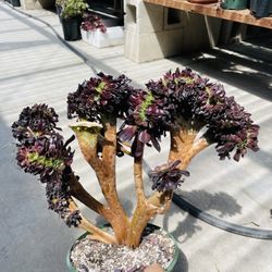 Aeonium Arboreum Big Crest Imported 