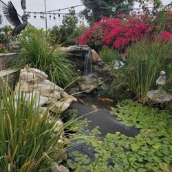 Free Place To Relocated Your Pond  Koi Shubunkins Plecostomus 