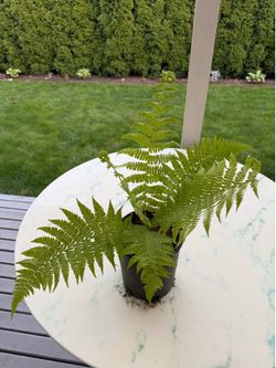 Lady Fern ‘Athyrium filix-femina’ (Indoor/Outdoor Life Plant)