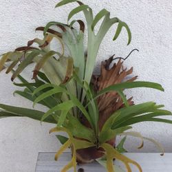 Staghorn Fern 