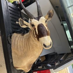 Taxidermy Shoulder Mount Gemsbok (taxidermy shoulder mount of a Gemsbok (South African Oryx)