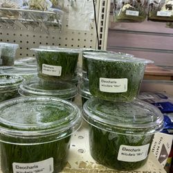 πΏ Eleocharis acicularis βMiniβ β Dwarf Hairgrass Mini (Tissue Culture) - Foreground Aquascape Aquarium Plant For Freshwater Fish Tanks