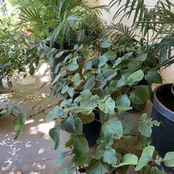 Plants For Sale