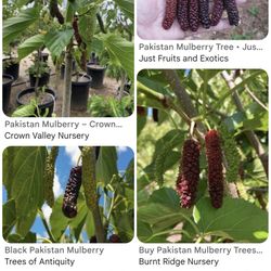Pakistan Mulberry 