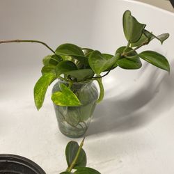 Hoya Merillii And Golden Pothos Well Rooted Plants