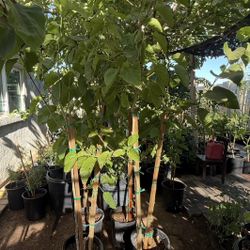 Mulberry Paquistan ONLY HAVE 5 TREES 5F The Tall $60 Price Firm 