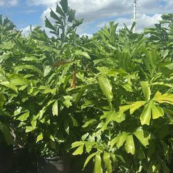 Fishtail  Only $58   Instant Privacy Hedge For Fence