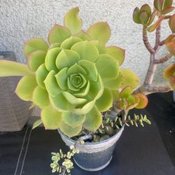 Succulents Plant