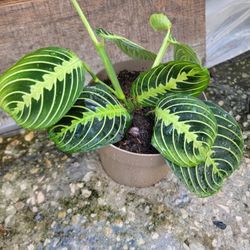 Maranta Lemon Lime 