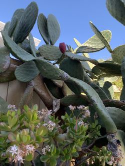 Large Cactus Tree   Can Eat Red Fruits , Lowered   Price  To 