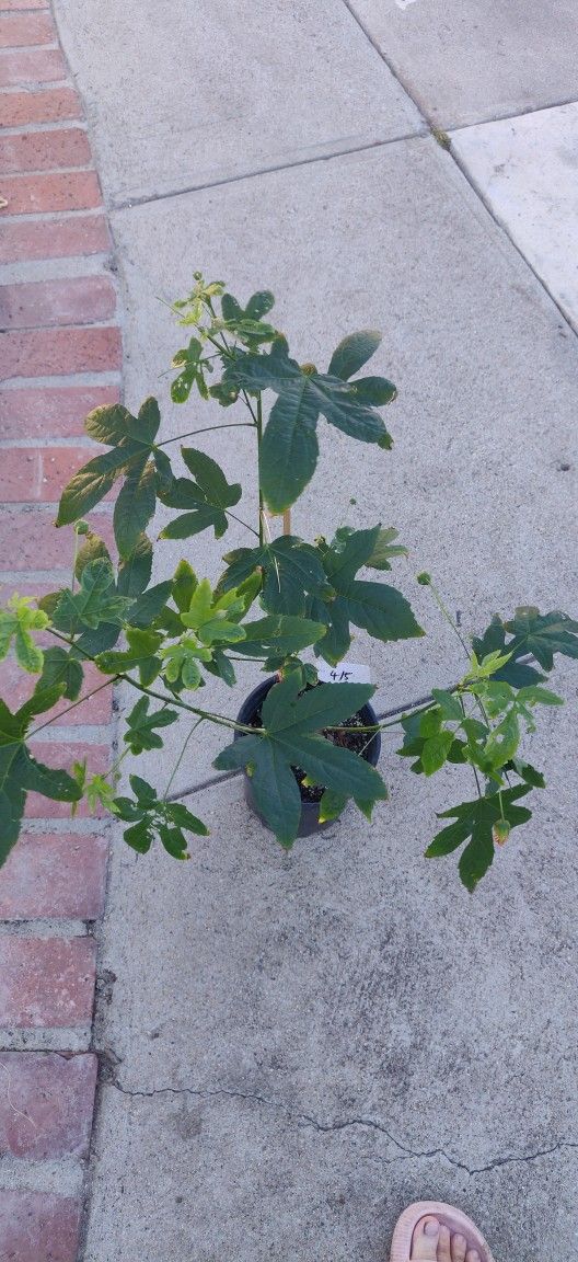 Chinese Lantern Plant,Tiger Eye Abutilon, Flowering Maple,
Or Orange, Red and yellow Abutilon - 1 Live Starter Plant , around 18" tall. tiger eye nee