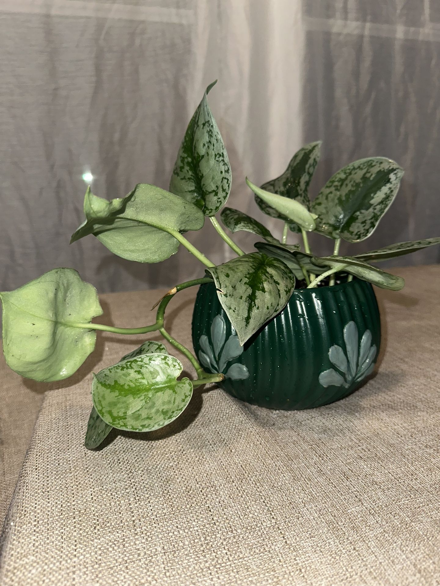 Exotica Pothos House Plant