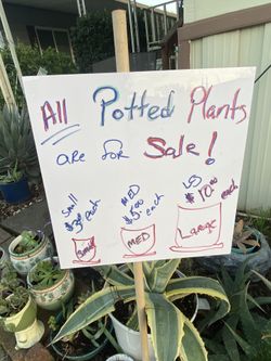 Potted Plants For Sale