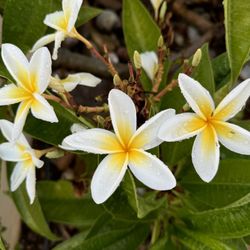 Plumeria Celadine - Potted, Rooted, Healthy, And Blooming!