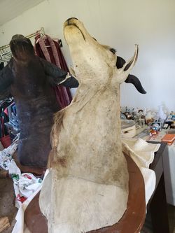 Taxidermy not sure what it is