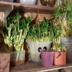 Lucky Bamboo