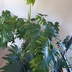 Huge Selloum/Split Leaf Philadendron Plant