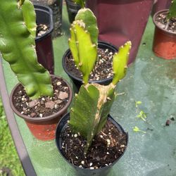 Dragon Fruit Plants $5