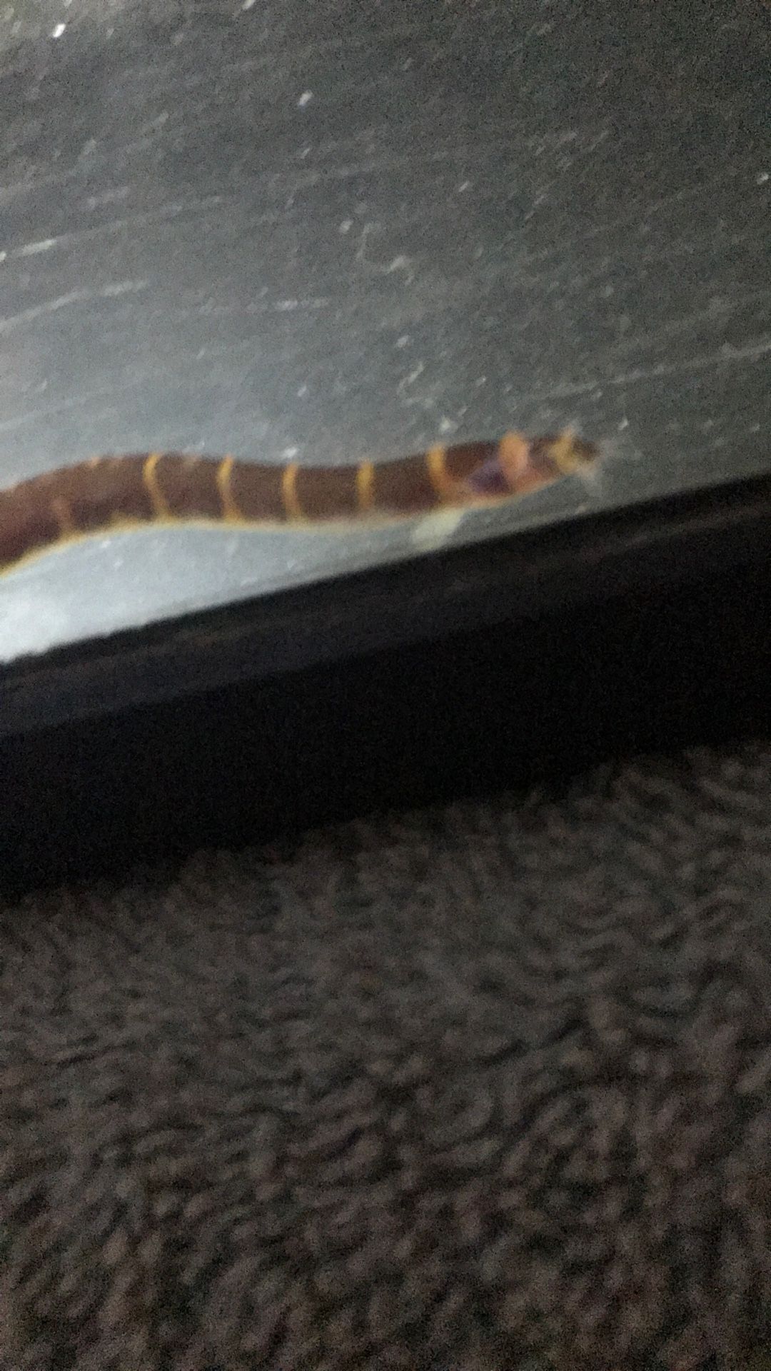 3 Koli Loaches