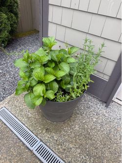Set of 4 Large Outdoor Planters with Established Perennials (Hydrangeas & Brunnera)