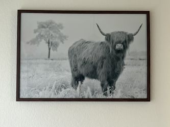 Black And White Highland Cow Picture