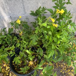 5 Gal Yellow Bells