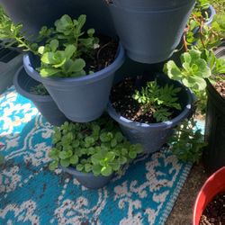 Stacking Deer/Bunny Repellent Mix